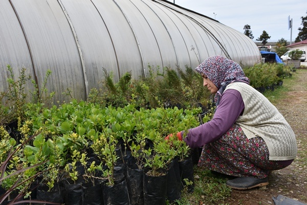 Trabzon'da yetiştiriliyor! Doğu Karadeniz'in her yerinde toprakla buluşuyor. Foto Galeri 5