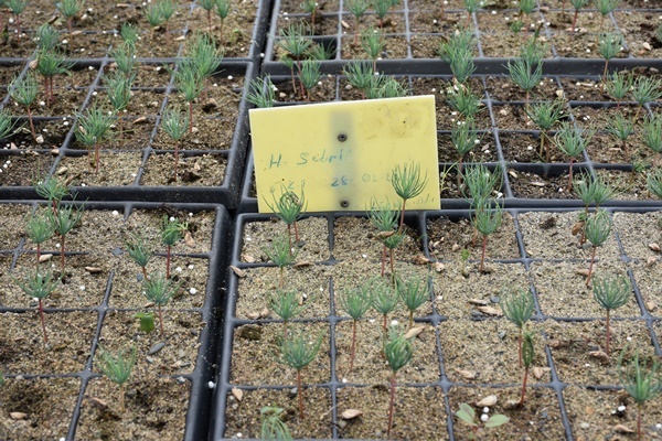 Trabzon'da yetiştiriliyor! Doğu Karadeniz'in her yerinde toprakla buluşuyor. Foto Galeri 9