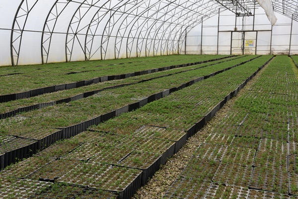 Trabzon'da yetiştiriliyor! Doğu Karadeniz'in her yerinde toprakla buluşuyor. Foto Galeri 10