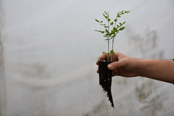 Trabzon'da yetiştiriliyor! Doğu Karadeniz'in her yerinde toprakla buluşuyor. Foto Galeri 4