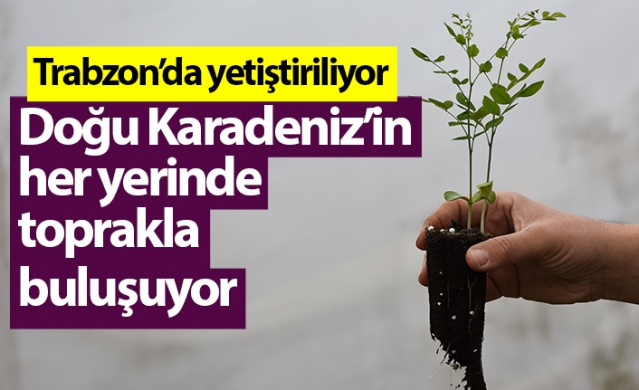 Trabzon'da yetiştiriliyor! Doğu Karadeniz'in her yerinde toprakla buluşuyor. Foto Galeri 1