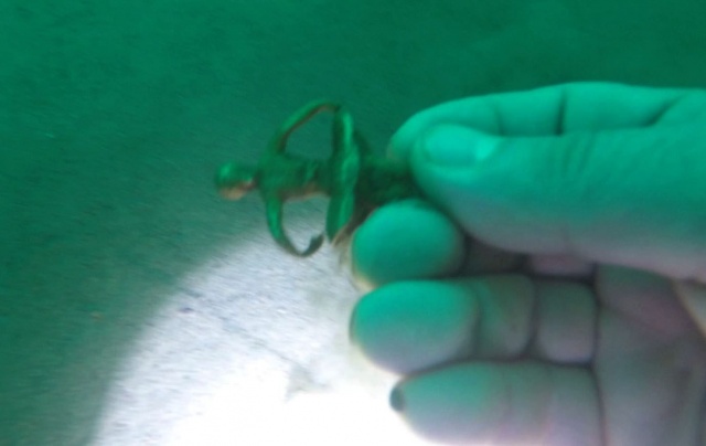 Trabzon'da heyecanlandıran gelişme! Tarih denizden çıktı. Foto Haber 14