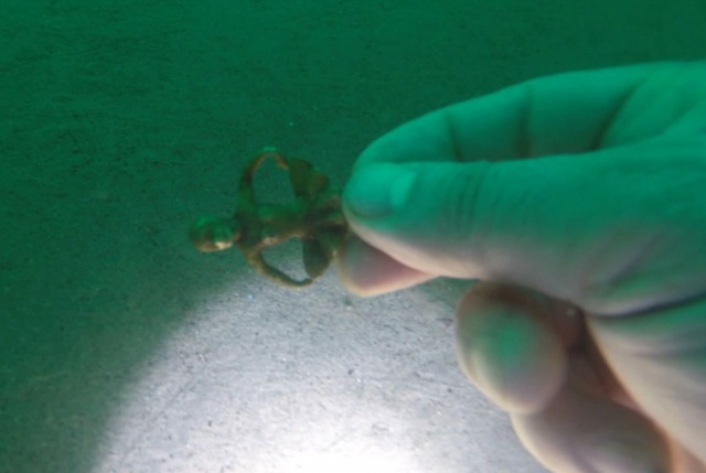 Trabzon'da heyecanlandıran gelişme! Tarih denizden çıktı. Foto Haber 10