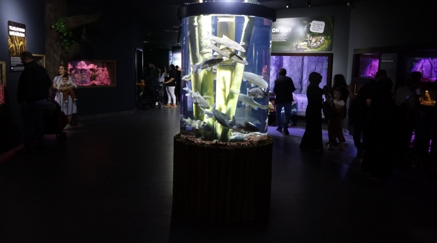 Trabzon'daki dev akvaryumda Hamsi neden yok? İşte sebebi. Foto Galeri 2