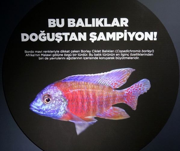 Trabzon'daki dev akvaryumda Hamsi neden yok? İşte sebebi. Foto Galeri 12