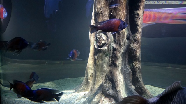 Trabzon'daki dev akvaryumda Hamsi neden yok? İşte sebebi. Foto Galeri 6