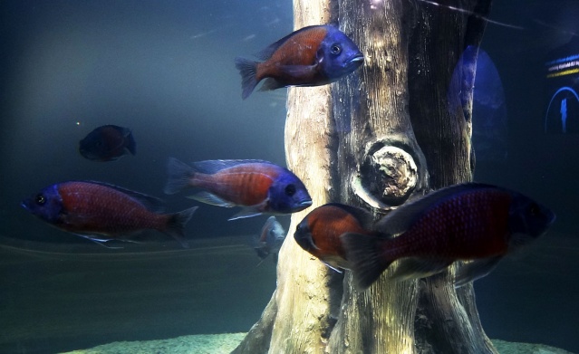 Trabzon'daki dev akvaryumda Hamsi neden yok? İşte sebebi. Foto Galeri 8