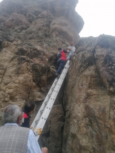 Artvin'de kayalıklarda mahsur kalan keçiler itfaiye ekipleri tarafından kurtardı. Foto Galeri 4