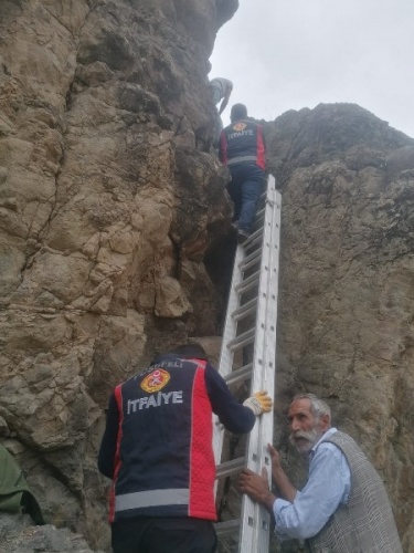 Artvin'de kayalıklarda mahsur kalan keçiler itfaiye ekipleri tarafından kurtardı. Foto Galeri 6