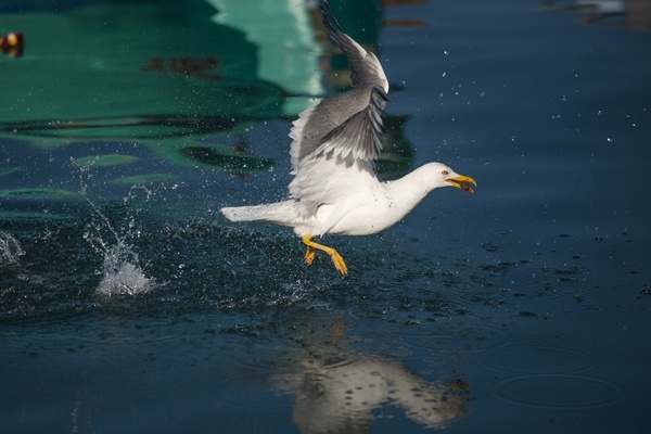 Trabzon'da güneşli hava.26 Mayıs 2022 Foto Galeri 6