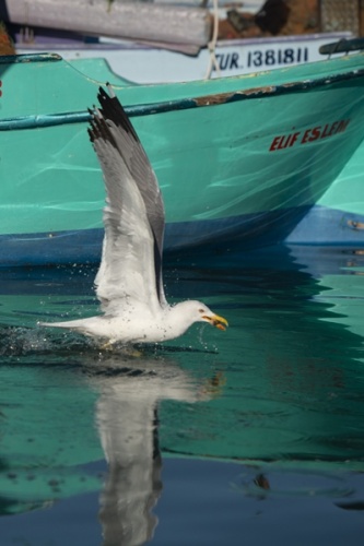 Trabzon'da güneşli hava.26 Mayıs 2022 Foto Galeri 9