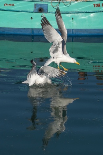 Trabzon'da güneşli hava.26 Mayıs 2022 Foto Galeri 4