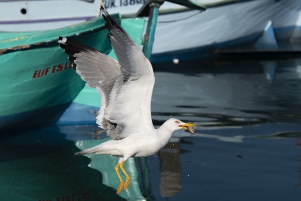 Trabzon'da güneşli hava.26 Mayıs 2022 Foto Galeri 7