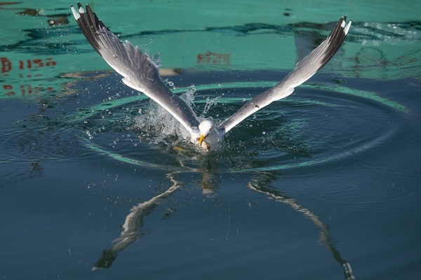Trabzon'da güneşli hava.26 Mayıs 2022 Foto Galeri 2