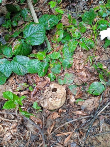 Gümüşhane'de şok olay! Ot toplayan köylüler insan kemikleri buldu. Foto Haber 3