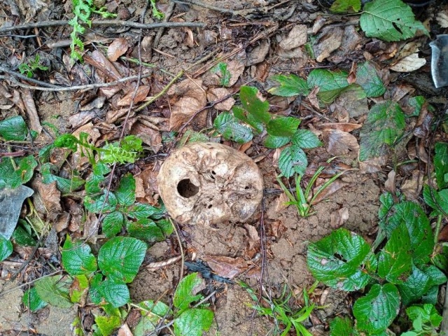 Gümüşhane'de şok olay! Ot toplayan köylüler insan kemikleri buldu. Foto Haber 5