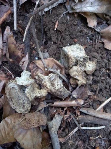 Gümüşhane'de şok olay! Ot toplayan köylüler insan kemikleri buldu. Foto Haber 7