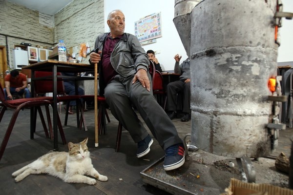 Çay ocağını yuva belleyen kediler müşterilerin maskotu oldu. Foto Haber 5