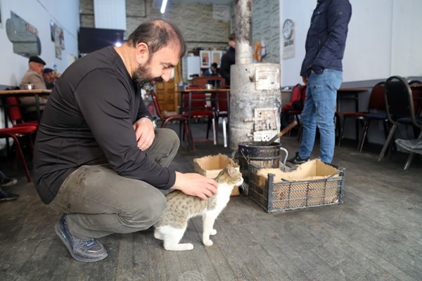 Çay ocağını yuva belleyen kediler müşterilerin maskotu oldu. Foto Haber 3