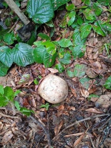 Gümüşhane 'de ormanda bulunan kafatası kemiklerin arkasından cinayet iddiası. Foto Haber 7