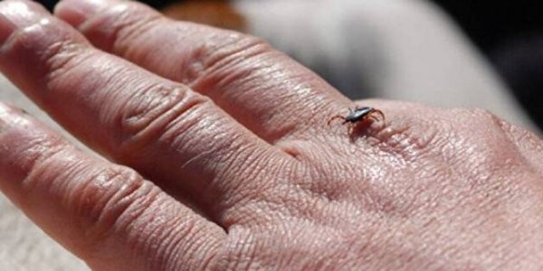 Yaz aylarının korkulu rüyası! Keneler hakkında doğru bilinen yanlışlar. Foto Haber 3