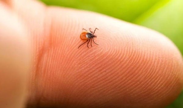 Yaz aylarının korkulu rüyası! Keneler hakkında doğru bilinen yanlışlar. Foto Haber 4