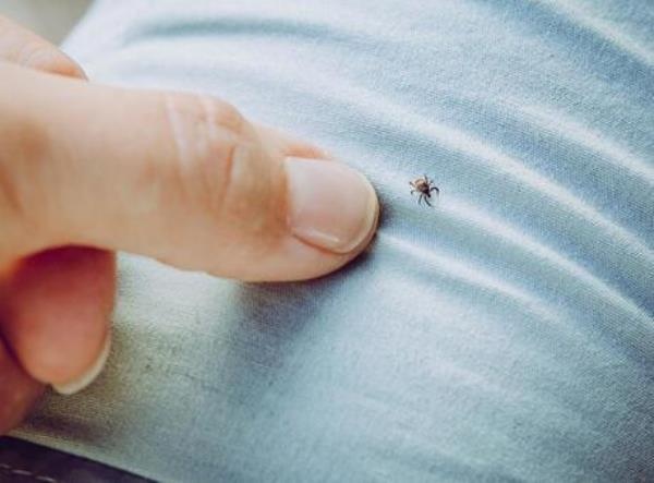 Yaz aylarının korkulu rüyası! Keneler hakkında doğru bilinen yanlışlar. Foto Haber 12