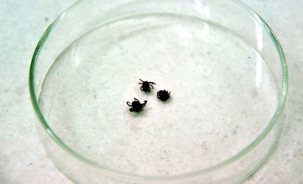 Yaz aylarının korkulu rüyası! Keneler hakkında doğru bilinen yanlışlar. Foto Haber 9