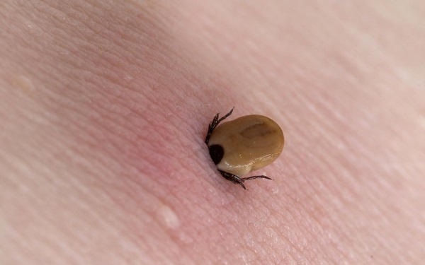 Yaz aylarının korkulu rüyası! Keneler hakkında doğru bilinen yanlışlar. Foto Haber 7