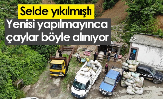 Rize'de selde yıkılmıştı! Yenisi yapılmayınca çaylar böyle alınıyor. Foto Haber 1