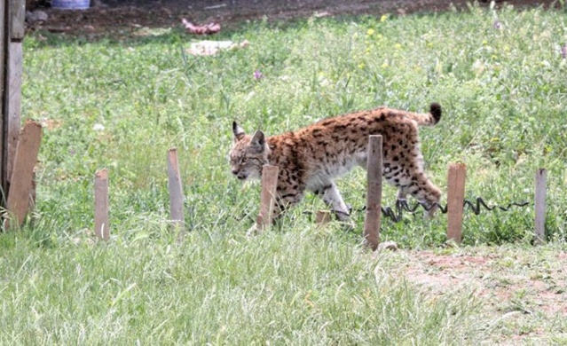 Kümesteki tavuklar tehlikeden son anda kurtuldu. Foto Haber 5