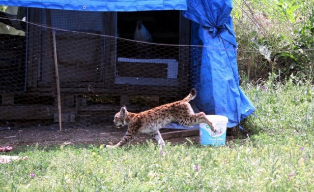 Kümesteki tavuklar tehlikeden son anda kurtuldu. Foto Haber 2