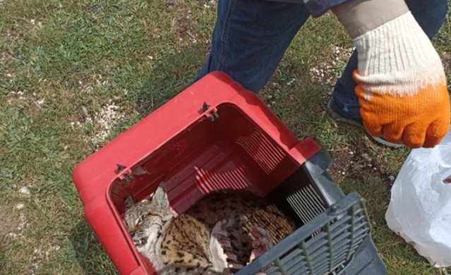 Kümesteki tavuklar tehlikeden son anda kurtuldu. Foto Haber 4