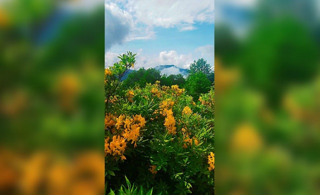 Trabzon yaylalarından muhteşem görüntüler. Foto Galeri 20