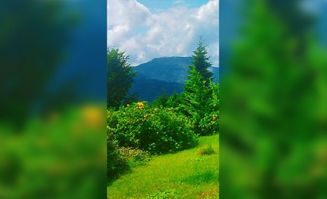 Trabzon yaylalarından muhteşem görüntüler. Foto Galeri 19