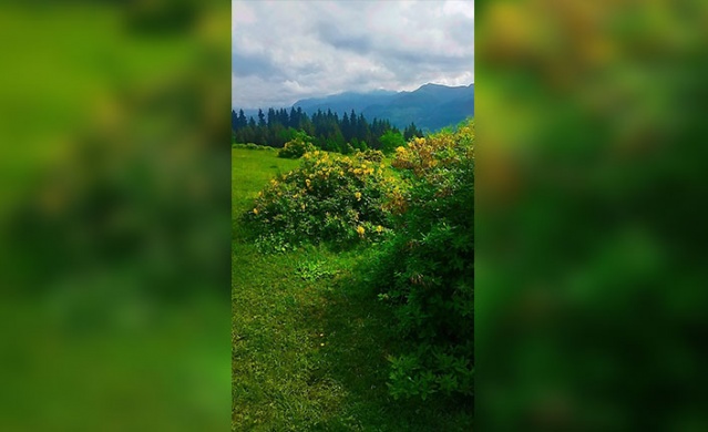 Trabzon yaylalarından muhteşem görüntüler. Foto Galeri 5