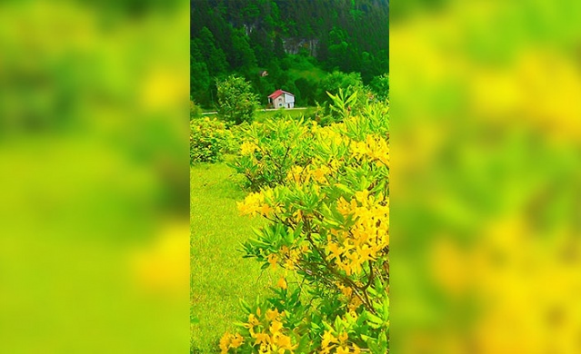 Trabzon yaylalarından muhteşem görüntüler. Foto Galeri 16