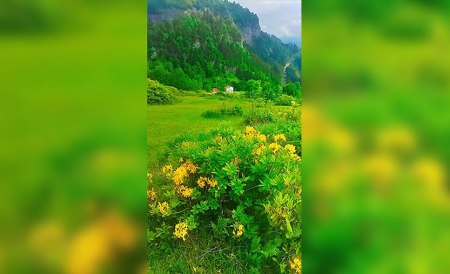 Trabzon yaylalarından muhteşem görüntüler. Foto Galeri 22