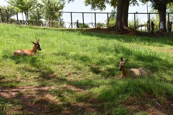 Trabzon'da "Bordo" ile "Mavi" botanik parkın maskotu oldu. Foto Galeri 7