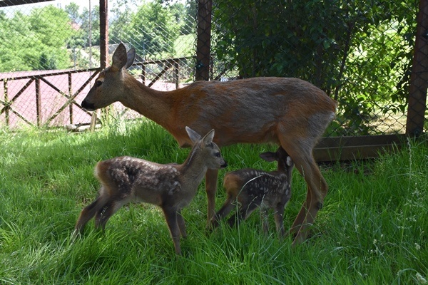 Trabzon'da "Bordo" ile "Mavi" botanik parkın maskotu oldu. Foto Galeri 10