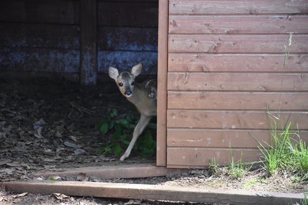 Trabzon'da "Bordo" ile "Mavi" botanik parkın maskotu oldu. Foto Galeri 9