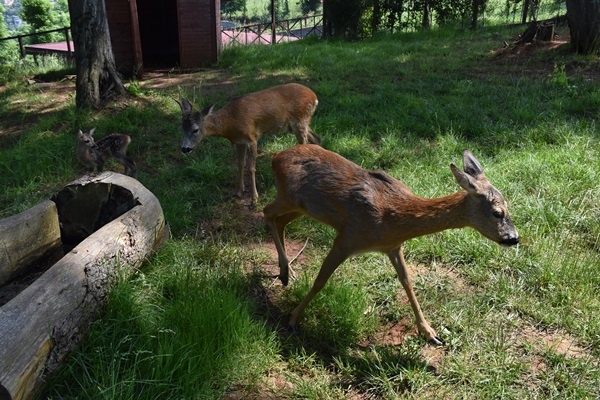 Trabzon'da "Bordo" ile "Mavi" botanik parkın maskotu oldu. Foto Galeri 14