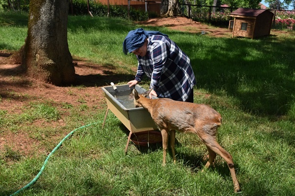 Trabzon'da "Bordo" ile "Mavi" botanik parkın maskotu oldu. Foto Galeri 6