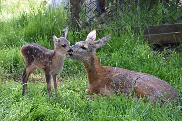 Trabzon'da "Bordo" ile "Mavi" botanik parkın maskotu oldu. Foto Galeri 13