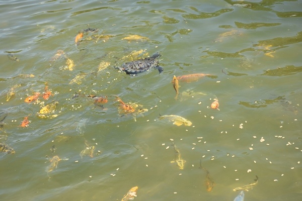 Trabzon'da "Bordo" ile "Mavi" botanik parkın maskotu oldu. Foto Galeri 11