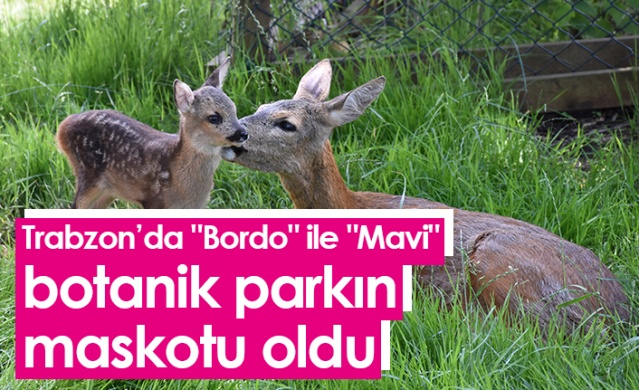 Trabzon'da "Bordo" ile "Mavi" botanik parkın maskotu oldu. Foto Galeri 1