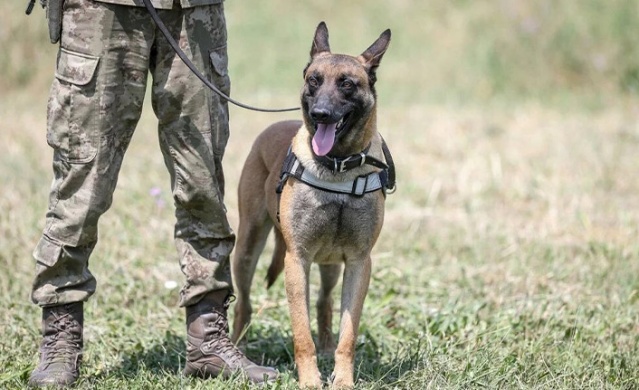 TSK'nın cesur keşif köpekleri. Foto Haber 9