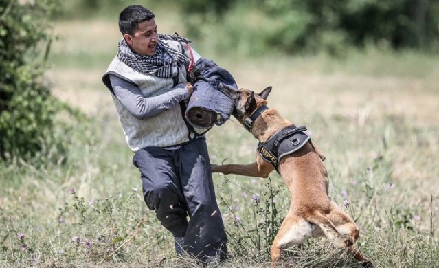 TSK'nın cesur keşif köpekleri. Foto Haber 8
