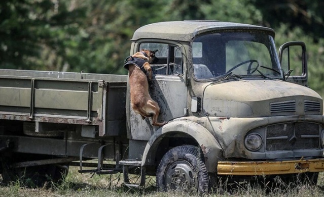 TSK'nın cesur keşif köpekleri. Foto Haber 7