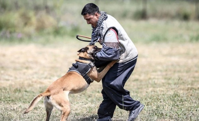 TSK'nın cesur keşif köpekleri. Foto Haber 5